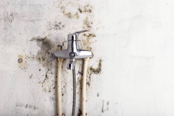 Best DIY Mold Remediation Support Services in La Habra, CA