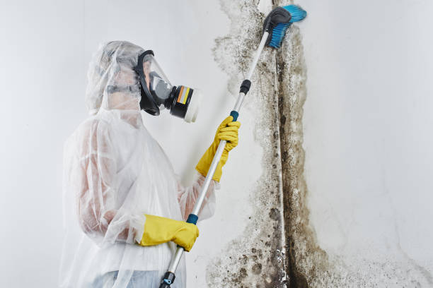 Best Commercial Mold Remediation in La Habra, CA