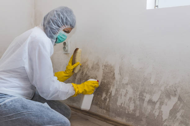 Best White Mold Remediation in La Habra, CA