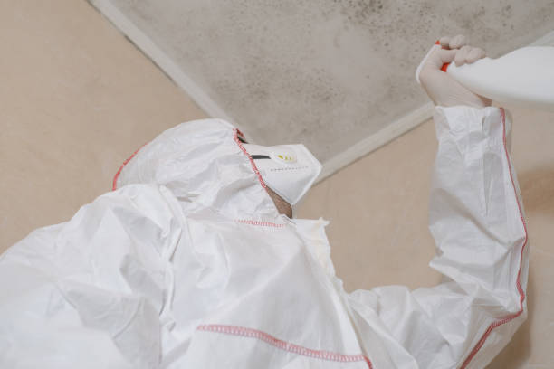 Best Crawl Space Mold Remediation in La Habra, CA