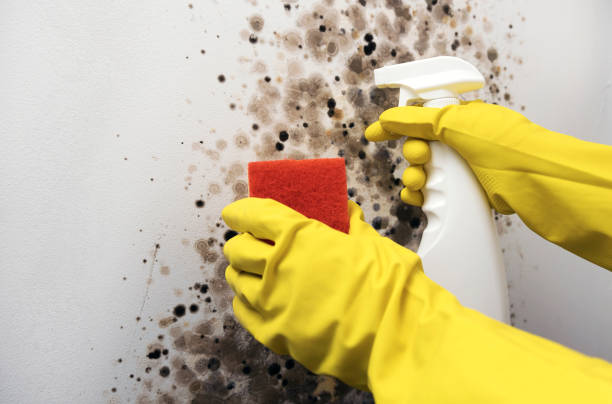 Best Emergency Mold Remediation in La Habra, CA