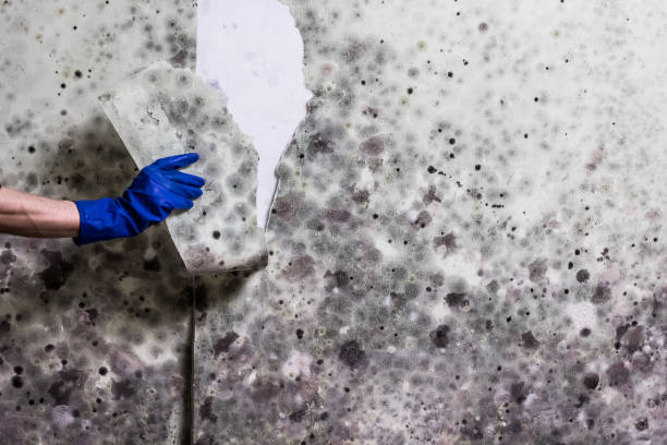 Reliable La Habra, CA Mold Remediation Solutions