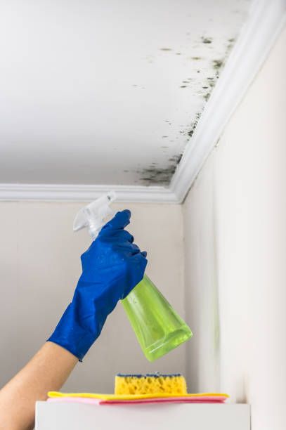 Best Bathroom Mold Remediation in La Habra, CA